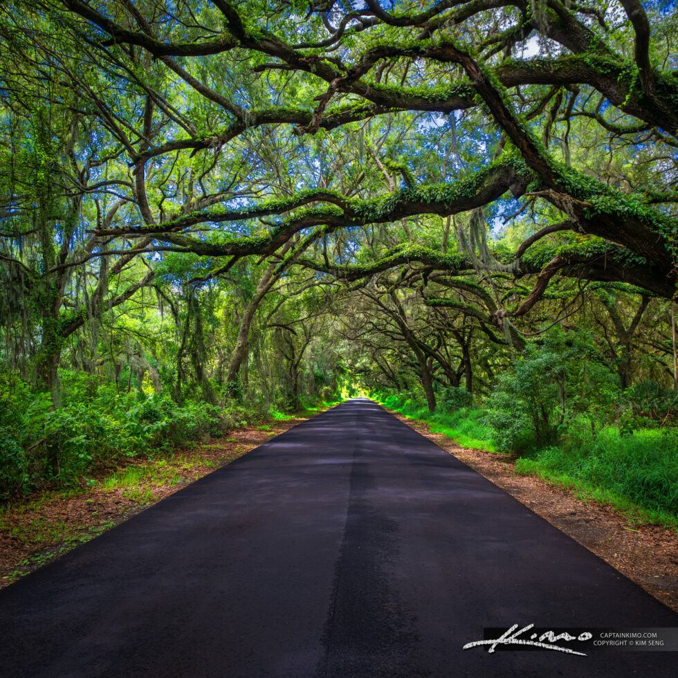 Live Oak Dr Corridor
