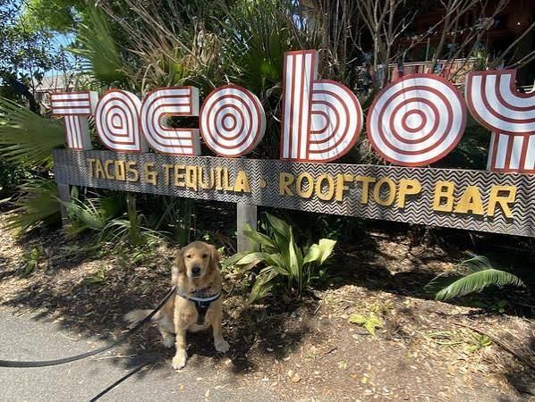 Taco Boy